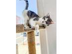 Adopt Magic a White (Mostly) Domestic Shorthair (short coat) cat in Mount