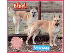 Adopt Ethel and Vivian a Basenji / German Shepherd Dog dog in Federal Way