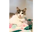 Adopt Basil a White (Mostly) Domestic Mediumhair (medium coat) cat in Mount