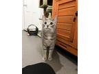Adopt Jeanne a Gray, Blue or Silver Tabby Domestic Shorthair (short coat) cat in