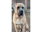 Adopt Zeus a Mastiff dog in Windsor, CO (40812247)