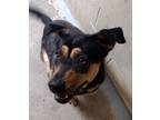 Adopt Roxie a Black Shepherd (Unknown Type) / Rottweiler / Mixed (short coat)