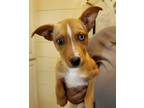 Adopt Leo a Red/Golden/Orange/Chestnut - with White Catahoula Leopard Dog /
