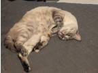 Adopt Bleu (courtesy listing) a Gray or Blue Siamese (short coat) cat in Baton