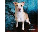 Adopt Tippie a Tan/Yellow/Fawn - with White German Shepherd Dog / Husky / Mixed