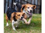 Adopt Malcolm Reynolds a Tricolor (Tan/Brown & Black & White) Beagle / Mixed dog