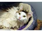 Adopt Annie a Calico or Dilute Calico Domestic Mediumhair (medium coat) cat in