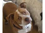 Adopt FINN a Tan/Yellow/Fawn - with White American Staffordshire Terrier / Mixed