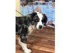 Adopt Dez a Merle Australian Shepherd / Mixed dog in Weatherford, TX (41160054)