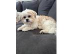 Adopt Sno a White - with Red, Golden, Orange or Chestnut Havanese / Shih Tzu /
