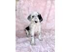 Adopt Panda a White - with Black Dalmatian / Sheepadoodle / Mixed dog in