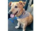 Adopt Rosy a Red/Golden/Orange/Chestnut Dachshund / Chow Chow / Mixed dog in