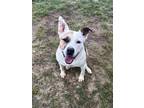 Adopt Penny a White - with Brown or Chocolate Labrador Retriever / Mixed dog in