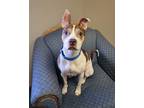 Adopt Hannah Montana a Brown/Chocolate American Pit Bull Terrier / Mixed Breed