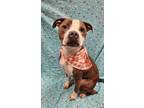 Adopt Scooby a Brown/Chocolate American Staffordshire Terrier / Mixed Breed