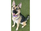 Adopt Amara a Black German Shepherd Dog / Mixed Breed (Medium) / Mixed (short