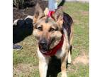 Adopt Kelly a Black German Shepherd Dog / Mixed Breed (Medium) / Mixed (short