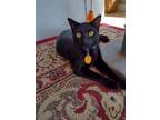Adopt RASCAL a Black (Mostly) Bombay / Mixed (short coat) cat in Olive Branch