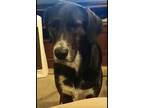 Adopt Winnie a Black - with White Mutt / Hound (Unknown Type) / Mixed dog in