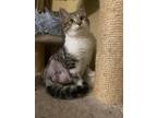 Adopt Chopper a Brown Tabby Domestic Shorthair / Mixed Breed (Medium) / Mixed
