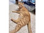 Adopt Murray Marmalade a Orange or Red Tabby Domestic Shorthair (short coat) cat