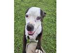 Adopt Calliope a Black - with White Boston Terrier / Mixed Breed (Medium) dog in