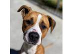 Adopt Sky a Brown/Chocolate Mixed Breed (Medium) / Mixed Breed (Medium) / Mixed