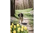 Adopt Fred a Tricolor (Tan/Brown & Black & White) Beagle / Mixed dog in