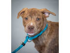 Adopt Raya a White Mixed Breed (Small) / Mixed Breed (Medium) / Mixed (short