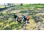 Adopt Author & Cowboy a Tricolor (Tan/Brown & Black & White) Basset Hound /