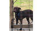 Adopt Clyde a Brown/Chocolate Hound (Unknown Type) / Labrador Retriever / Mixed