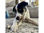 Adopt Petey a Shepherd (Unknown Type) / Labrador Retriever dog in La Crosse