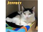 Adopt Jeffrey a Domestic Shorthair / Mixed (short coat) cat in Pierceton