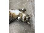 Adopt Sava a Abyssinian / Mixed (short coat) cat in Lagrange, IN (39240698)