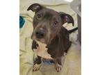 Adopt Piper a American Pit Bull Terrier / Mixed dog in Greeneville