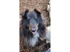 Adopt Rhett a Brown/Chocolate - with White Sheltie, Shetland Sheepdog / Mixed