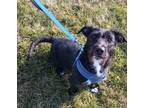 Adopt Cornelius a Terrier (Unknown Type, Small) / Mixed Breed (Medium) / Mixed