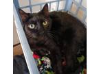 Adopt Olive a Domestic Shorthair / Mixed (short coat) cat in Fremont
