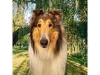 Adopt Layla a Brown/Chocolate - with White Collie / Mixed dog in Virginia beach