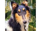 Adopt Willow a Brown/Chocolate - with White Collie / Mixed dog in Virginia
