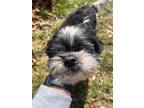 Adopt Kronk a Black - with White Shih Tzu / Mixed Breed (Small) / Mixed dog in