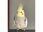 Adopt Ringo a Cockatiel bird in St. Louis, MO (41160349)
