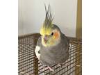 Adopt Paul a Cockatiel bird in St. Louis, MO (41160347)