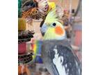 Adopt John a Cockatiel bird in St. Louis, MO (41160345)