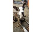 Adopt Stormy a Brown/Chocolate - with White Australian Shepherd / Jack Russell
