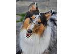 Adopt Sage a Merle Collie / Mixed dog in Virginia beach, VA (41160313)