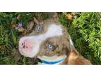 Adopt Hazel a Gray/Blue/Silver/Salt & Pepper Catahoula Leopard Dog / Jack