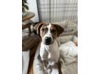 Adopt Rudy (Catahoula Duo) a Brindle - with White Catahoula Leopard Dog / Hound