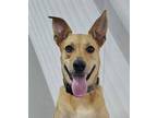 Adopt Bubba a Tan/Yellow/Fawn Basenji / Labrador Retriever dog in South Bend