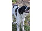 Adopt OREO a White - with Black Great Pyrenees / Mixed dog in Granite Bay